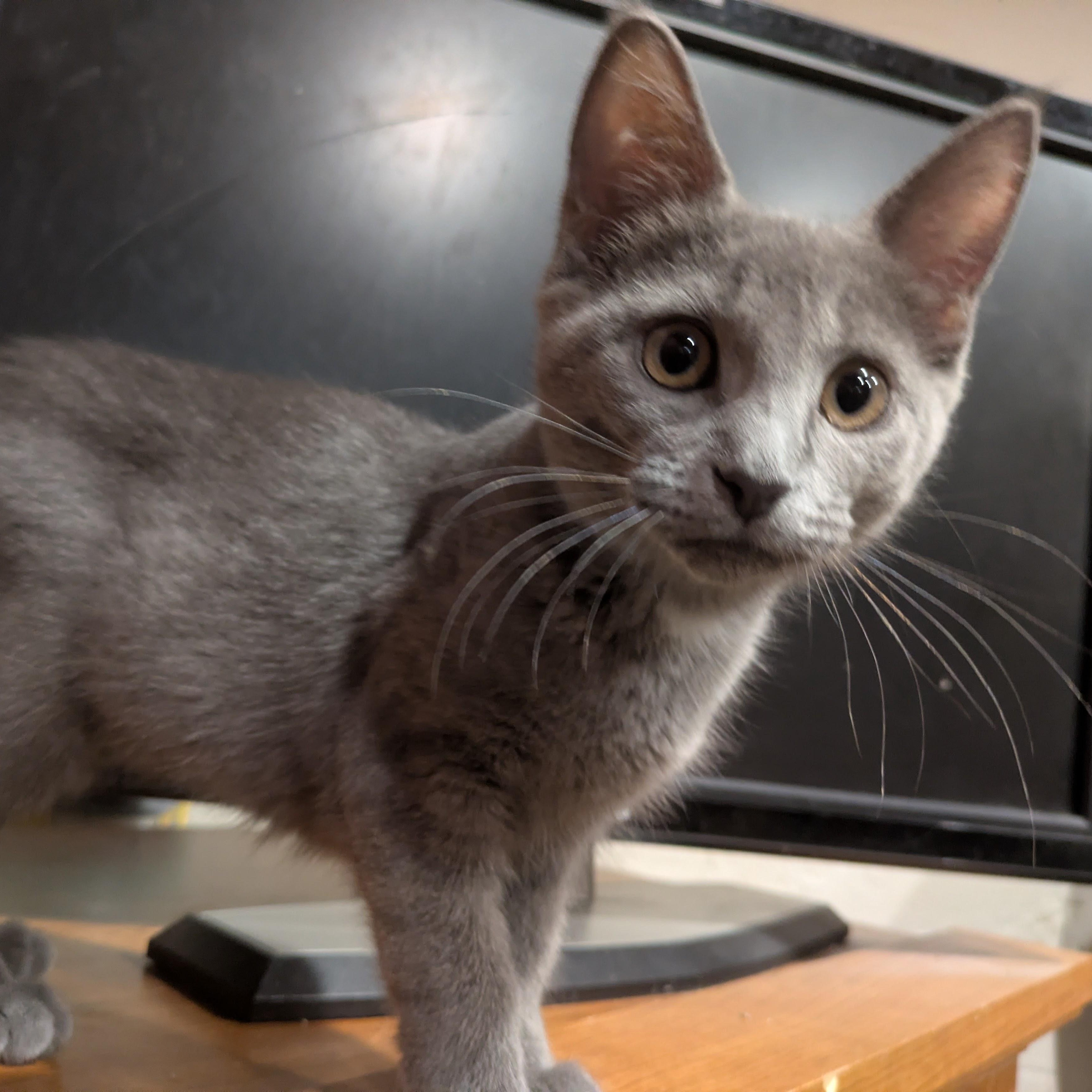 Enlarge Tabetha, a ADOPTABLE Domestic Short Hair in Hudsonville, MI image 2/2