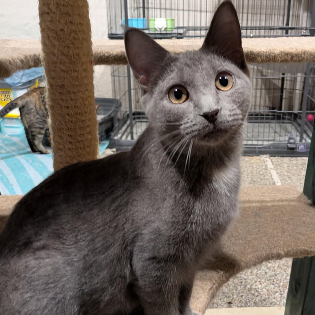 Tabetha, ADOPTABLE, Kitten Female Domestic Short Hair.