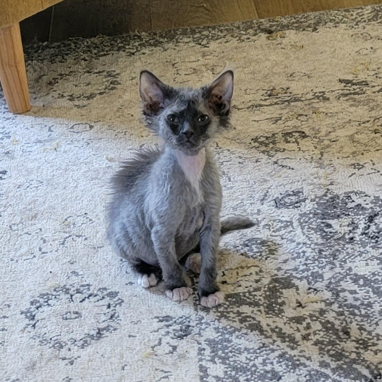 Phantom Adopted 6.11.26, adoptable, Kitten Female Lykoi & Domestic Medium Hair.
