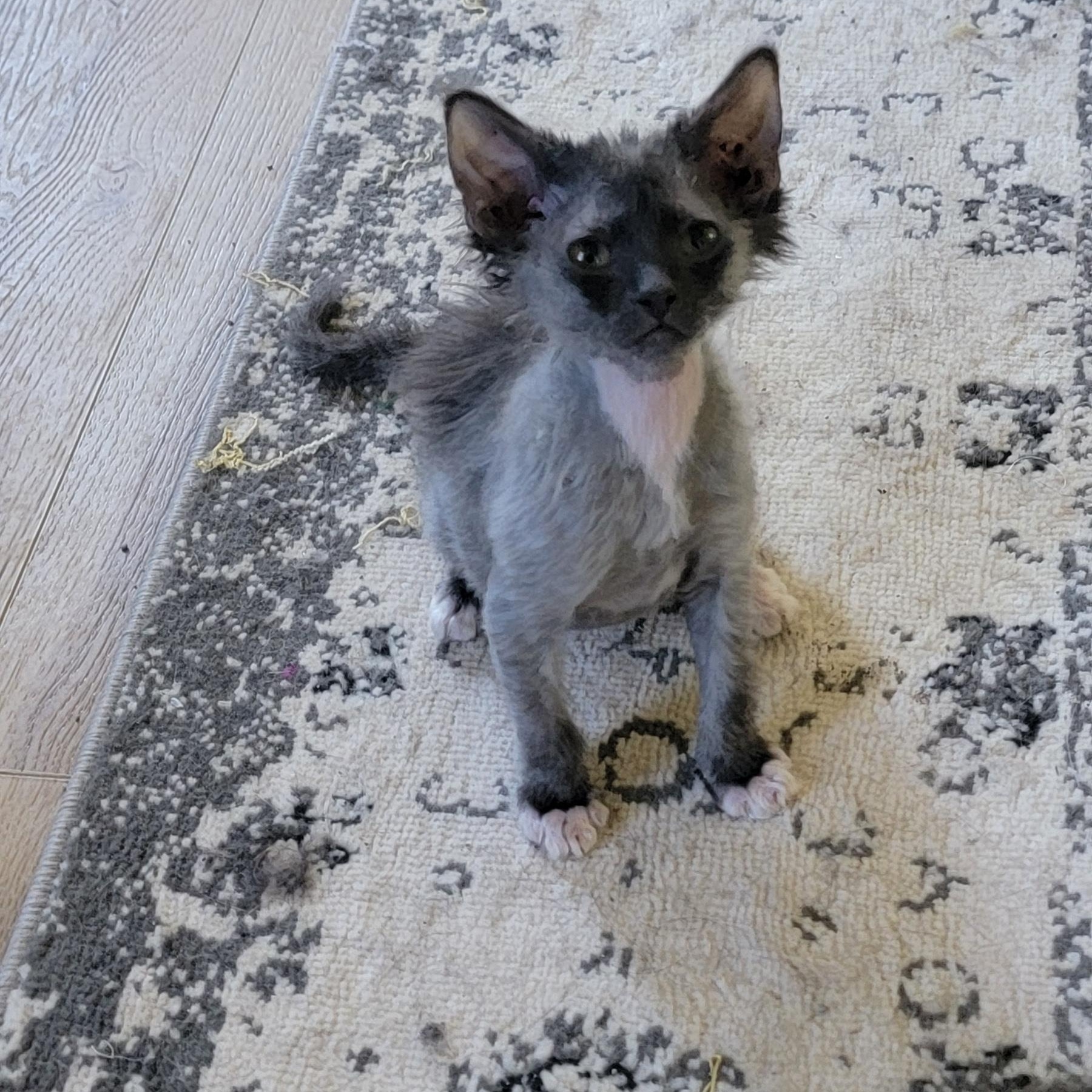 Phantom Adopted 6.11.26, an adoptable mixed breed in Wyandotte, MI image 4/5