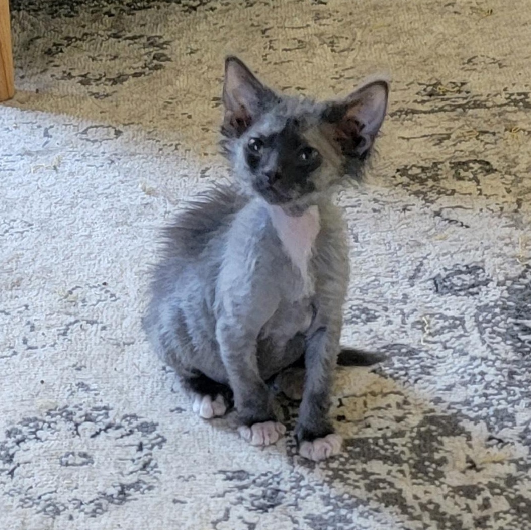 Phantom Adopted 6.11.26, an adoptable mixed breed in Wyandotte, MI image 5/5