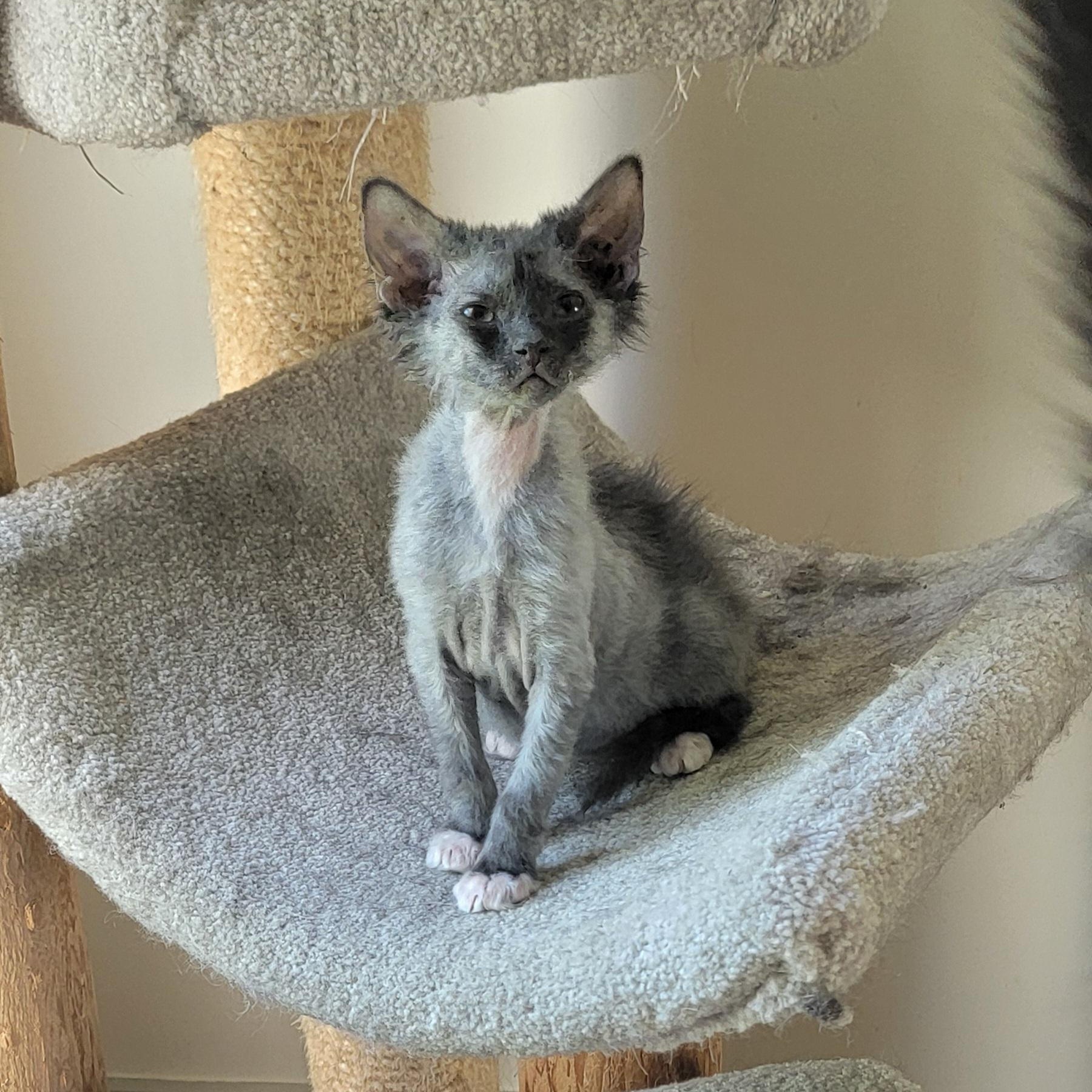 Phantom Adopted 6.11.26, an adoptable mixed breed in Wyandotte, MI image 2/5