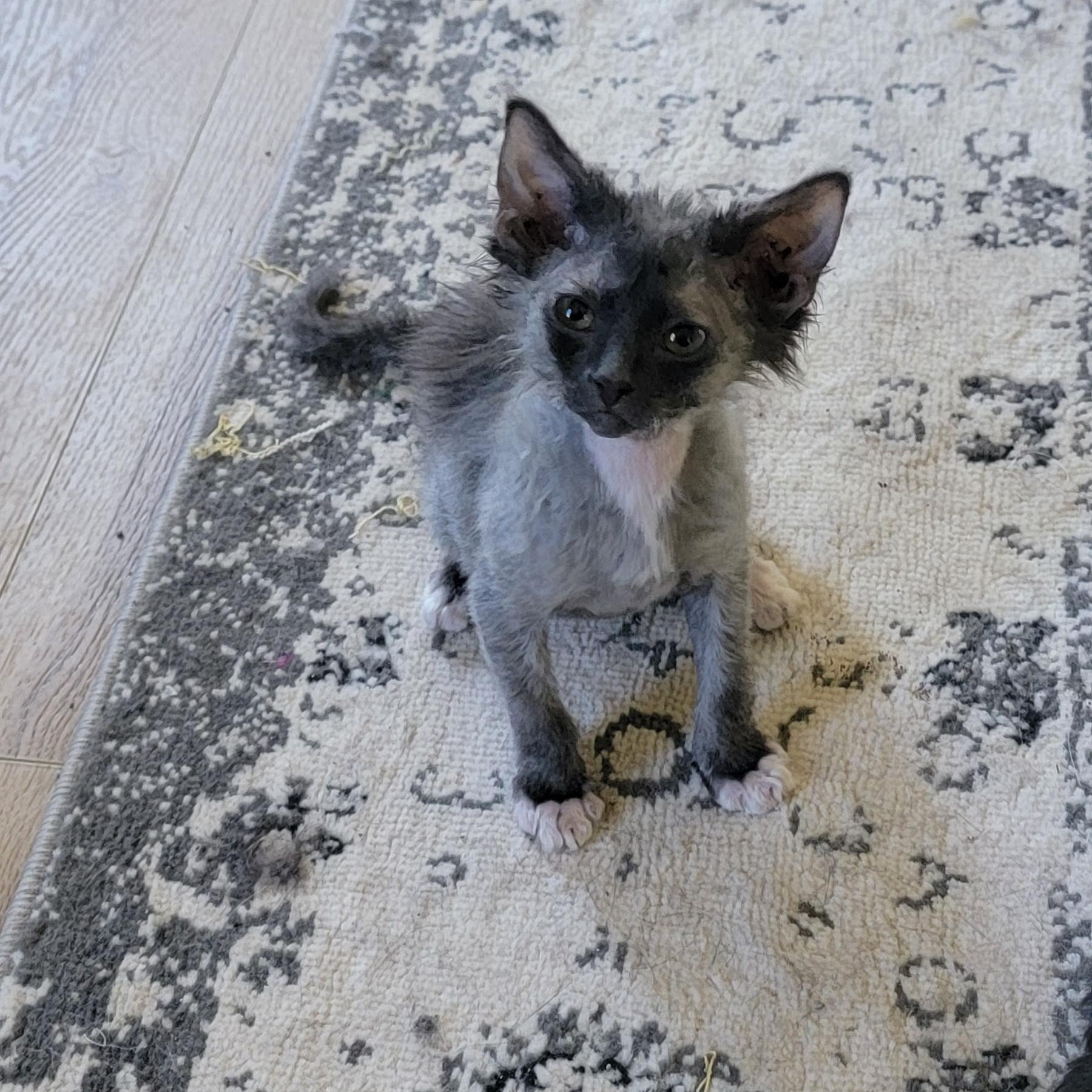Phantom Adopted 6.11.26, an adoptable mixed breed in Wyandotte, MI image 3/5