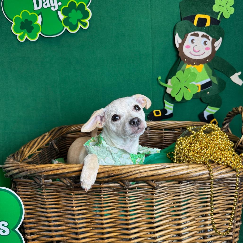 Enlarge Kim Possible, a Adoptable Terrier in Fresno, CA image 1/5