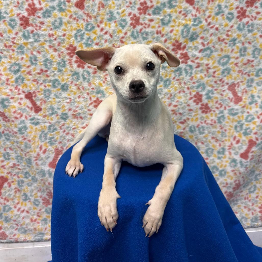 Enlarge Kim Possible, a Adoptable Terrier in Fresno, CA image 2/5