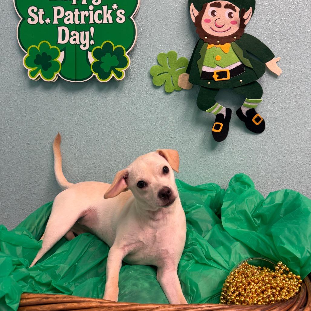 Enlarge Kim Possible, a Adoptable Terrier in Fresno, CA image 3/5