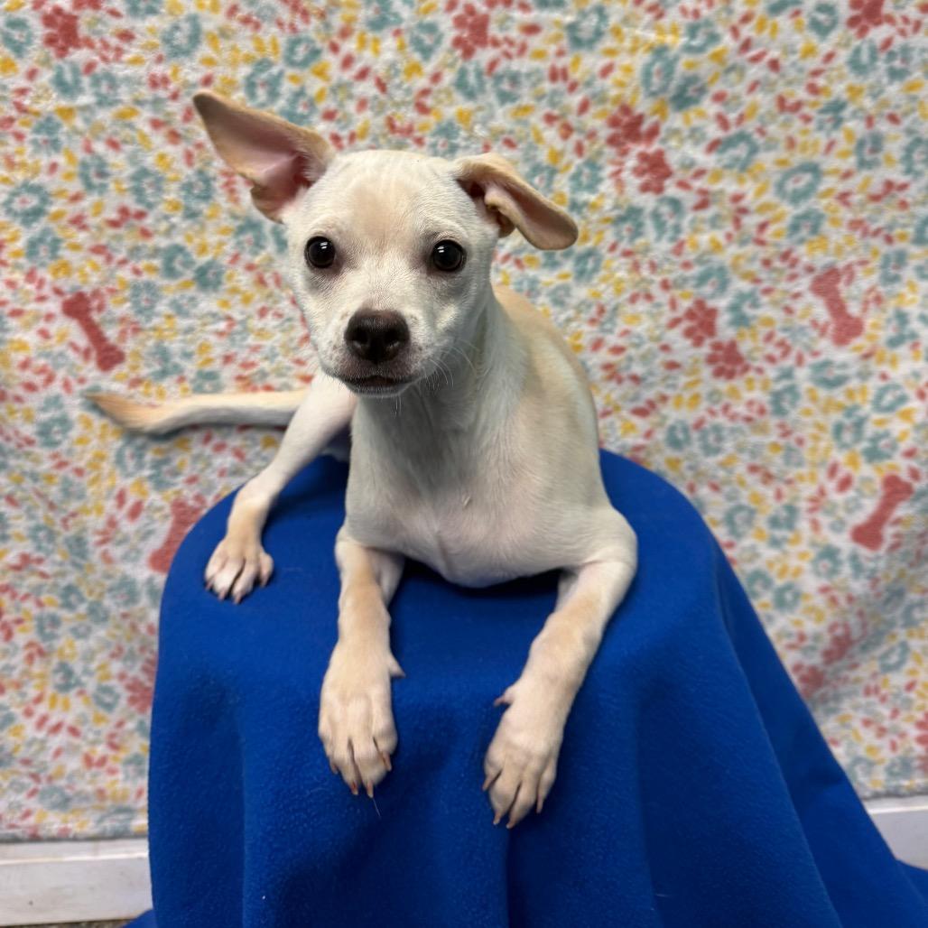 Enlarge Kim Possible, a Adoptable Terrier in Fresno, CA image 4/5