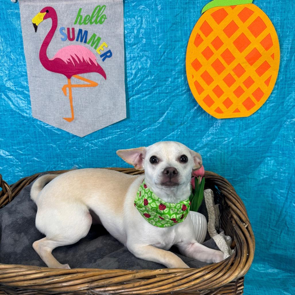 Enlarge Kim Possible, a Adoptable Terrier in Fresno, CA image 5/6