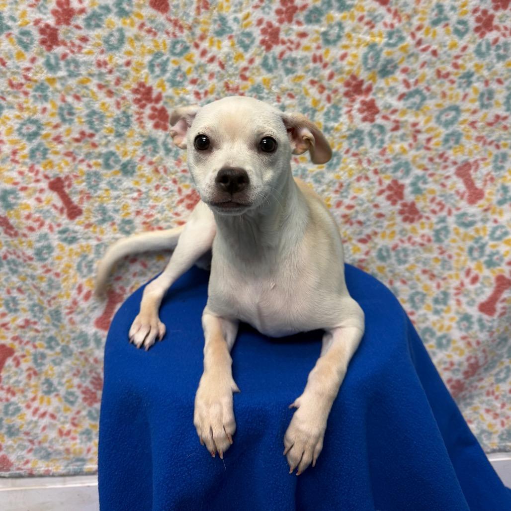 Enlarge Kim Possible, a Adoptable Terrier in Fresno, CA image 5/5