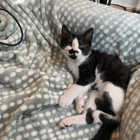 Pickles, a Adoptable Domestic Short Hair image 1/4