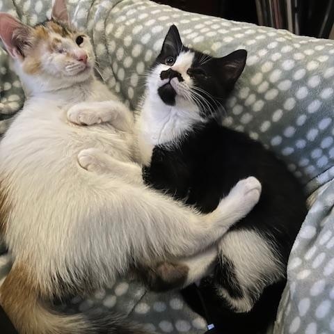 Pickles, a Adoptable Domestic Short Hair image 2/4