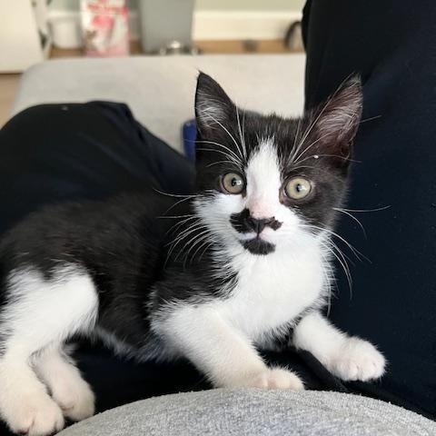 Pickles, a Adoptable Domestic Short Hair image 3/4