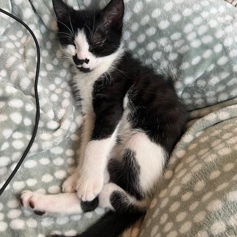 Pickles, a Adoptable Domestic Short Hair image 4/4