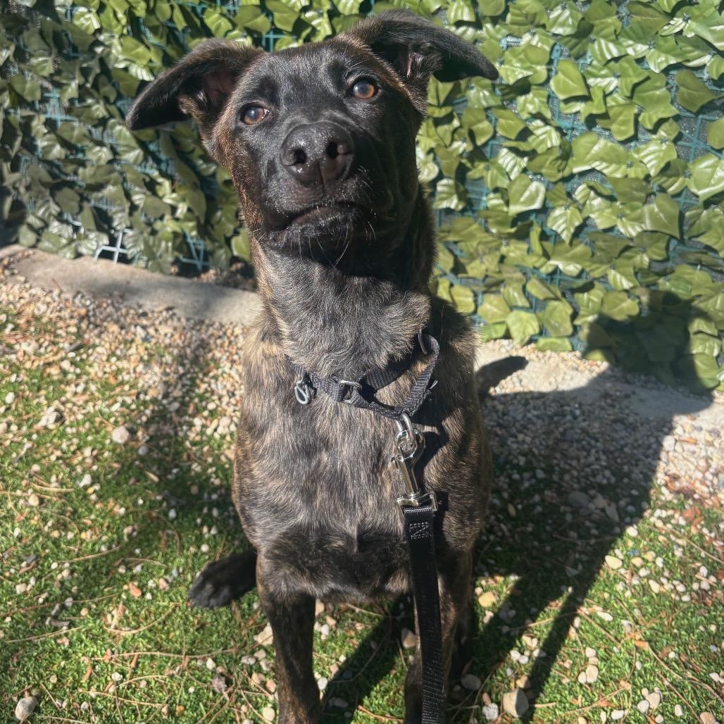 Cherub, a ADOPTABLE mixed breed in Chicago, IL image 2/4