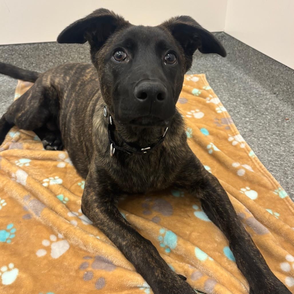 Cherub, a ADOPTABLE mixed breed in Chicago, IL image 3/4