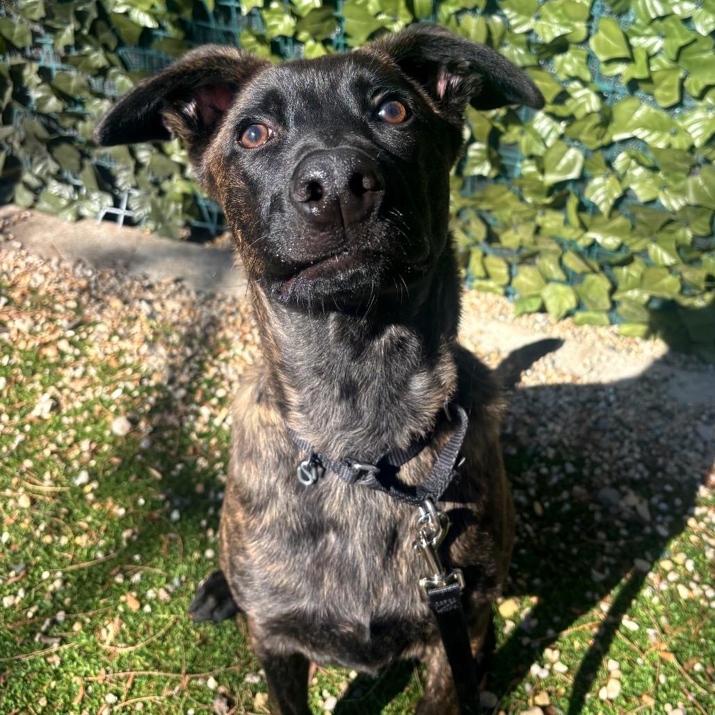 Cherub, a ADOPTABLE mixed breed in Chicago, IL image 4/4