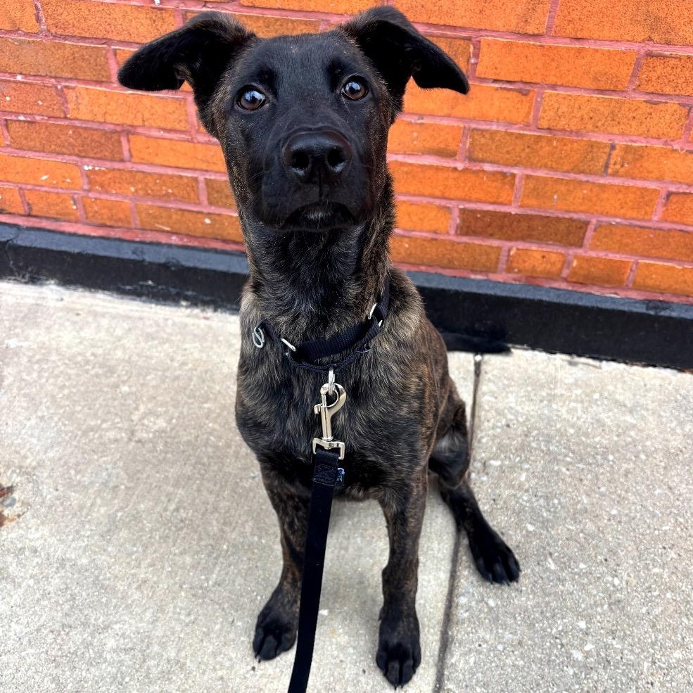 Cherub, ADOPTABLE, Young Male Mixed Breed.