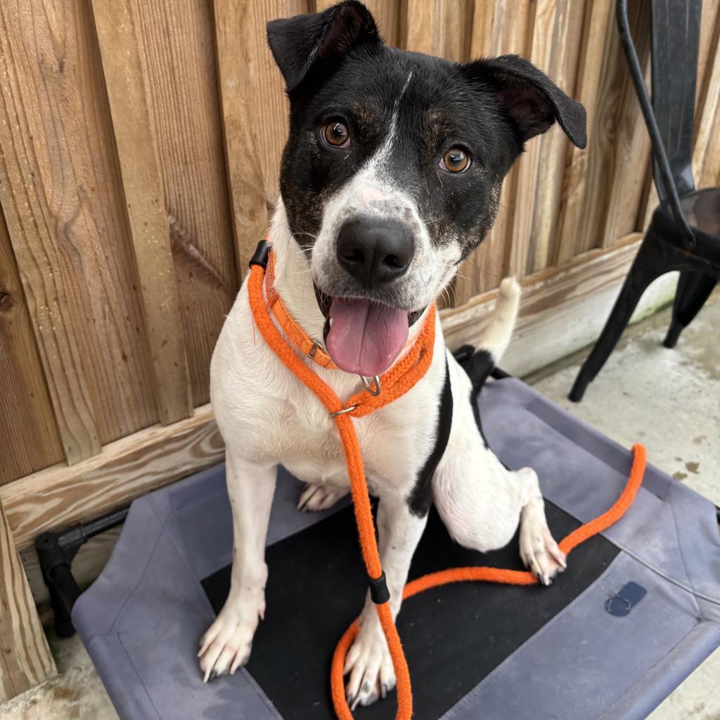 HM24 Nissan, Adoptable, Adult Male Black Labrador Retriever & Mixed Breed.