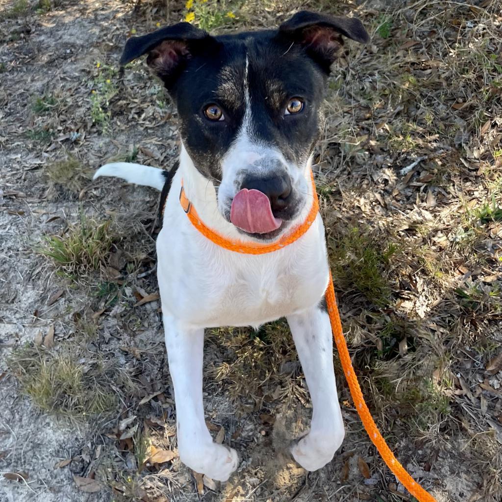 HM24 Nissan, a Adoptable mixed breed in Freeport, FL image 2/6