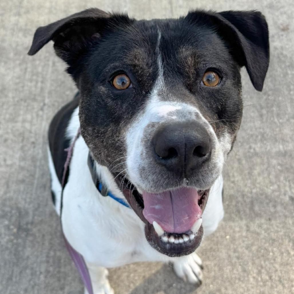 HM24 Nissan, a Adoptable mixed breed in Freeport, FL image 3/6