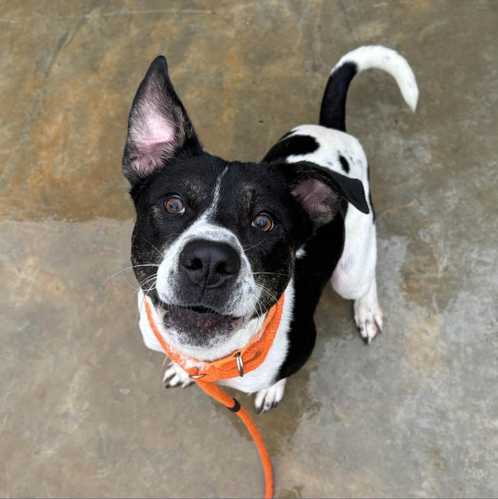 HM24 Nissan, a Adoptable mixed breed in Freeport, FL image 5/6