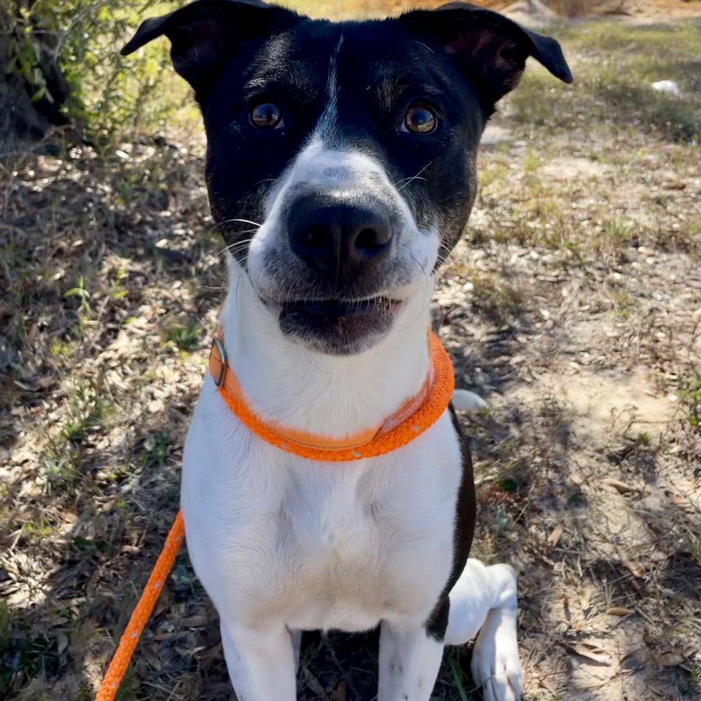 HM24 Nissan, a Adoptable mixed breed in Freeport, FL image 6/6