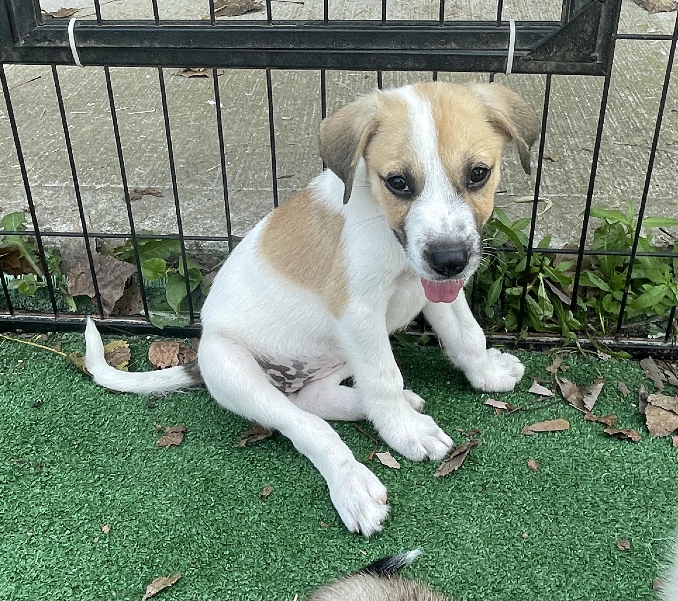 ROSIE, adopted, Young Female Great Pyrenees & Mixed Breed.