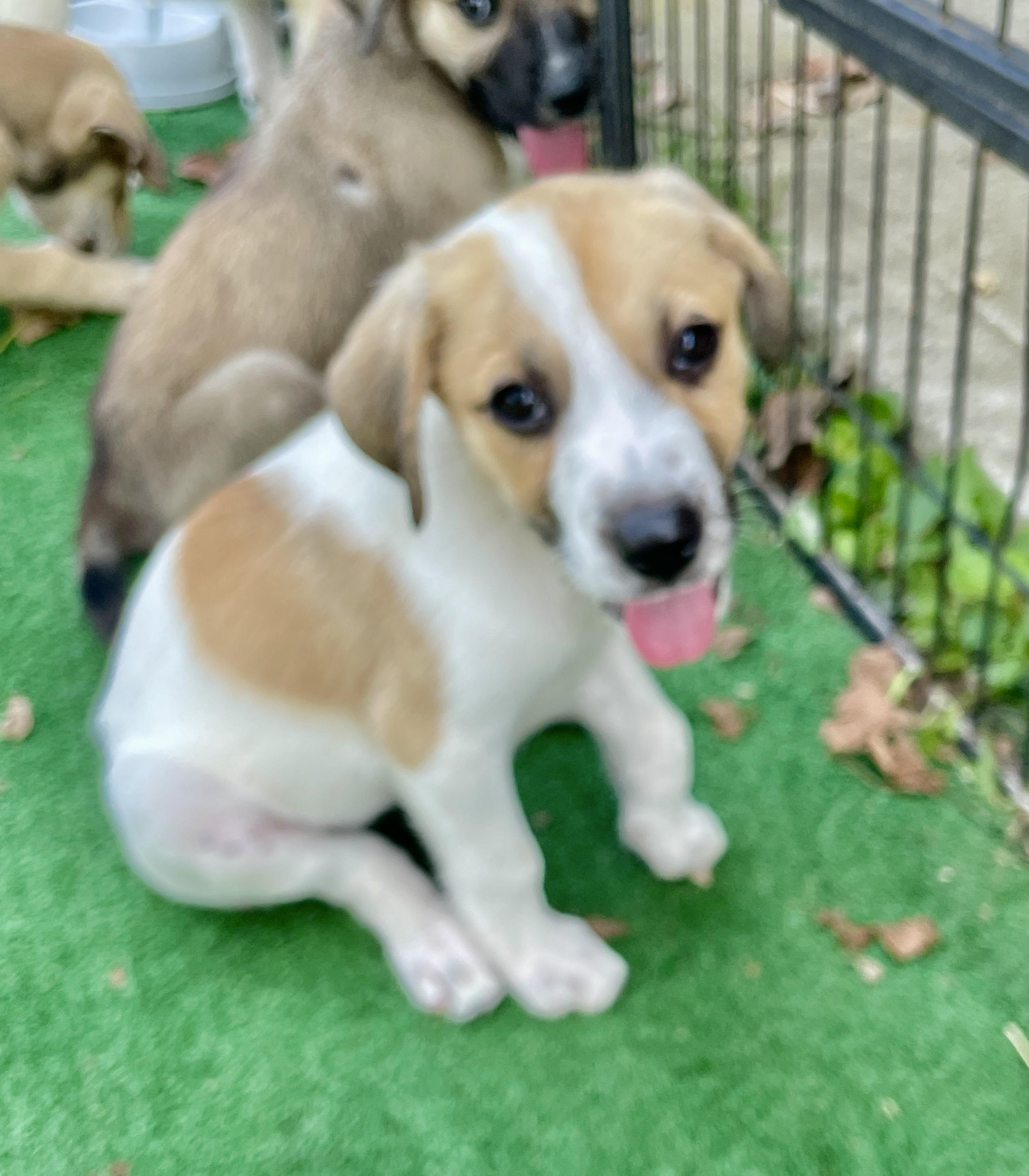 ROSIE, an adopted mixed breed in Cincinnati, OH image 2/3
