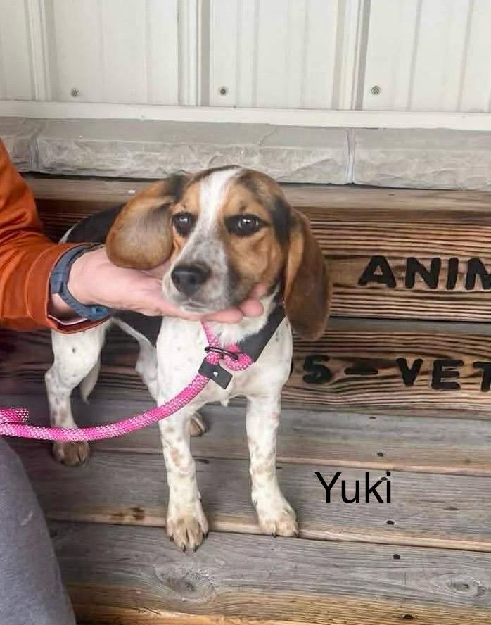 Enlarge Yuki, a Adoptable Beagle in St. Clairsville, OH image 1/2