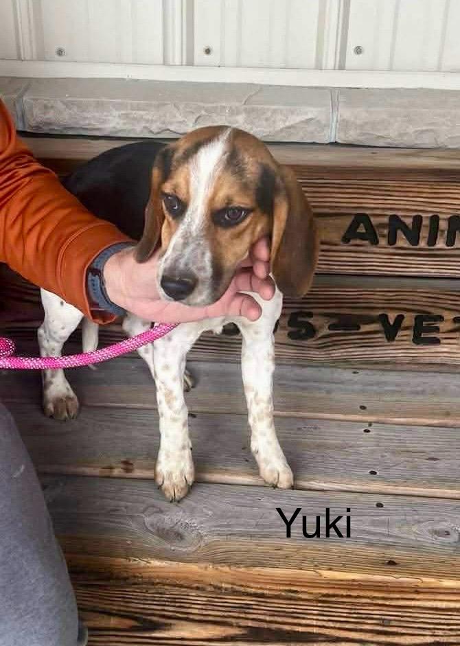 Enlarge Yuki, a Adoptable Beagle in St. Clairsville, OH image 2/2