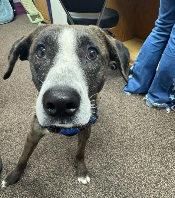 Jack Adams, Adoptable, Young Male Catahoula Leopard Dog.