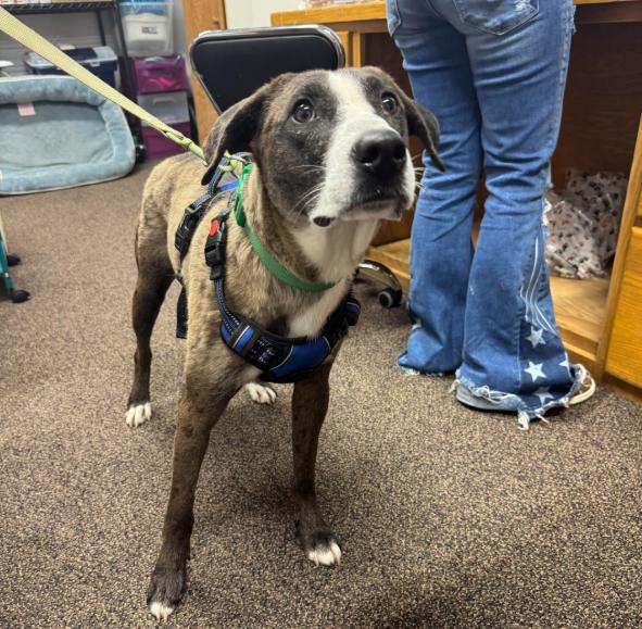 Enlarge Jack Adams, a Adoptable Catahoula Leopard Dog in Brooklyn Center, MN image 2/2