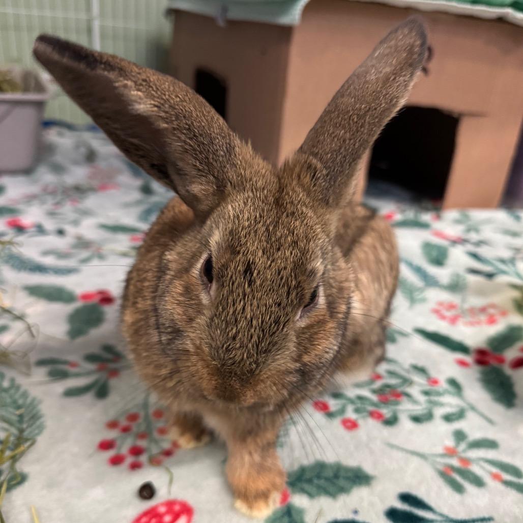 Enlarge Minecraft Steve, a Adoptable American in Providence, RI image 2/4