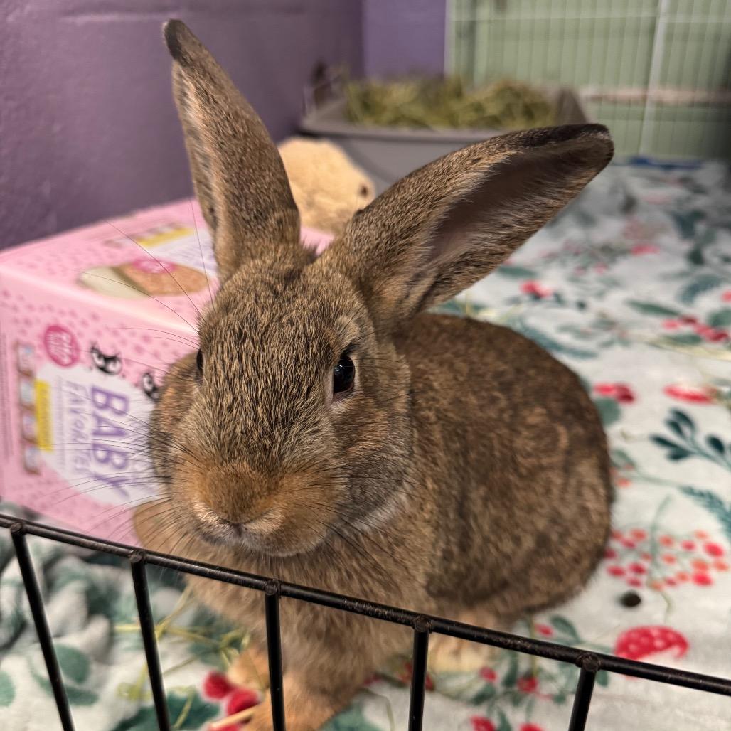 Enlarge Minecraft Steve, a Adoptable American in Providence, RI image 4/4