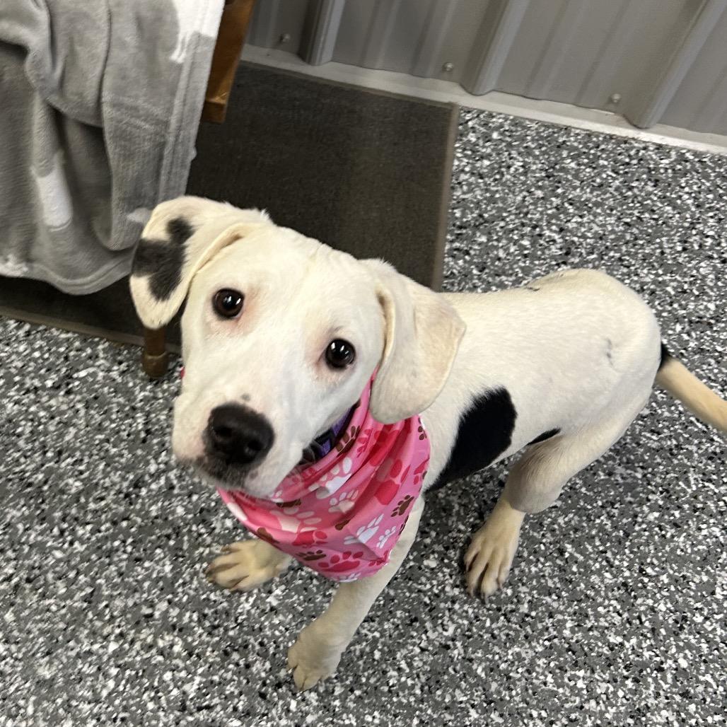 Trixie, Adoptable, Young Female Mixed Breed.