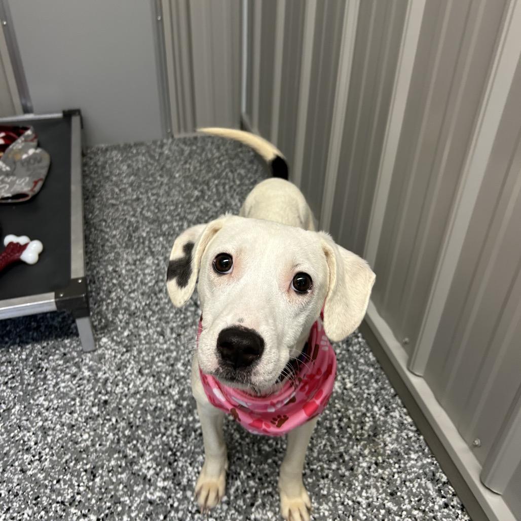 Enlarge Trixie, a Adoptable Mixed Breed in Moravia, NY image 2/5