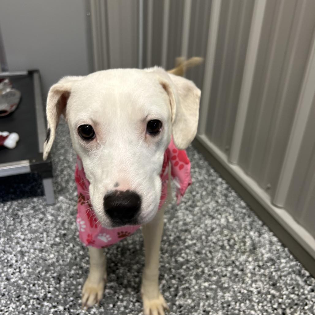 Enlarge Trixie, a Adoptable Mixed Breed in Moravia, NY image 3/5