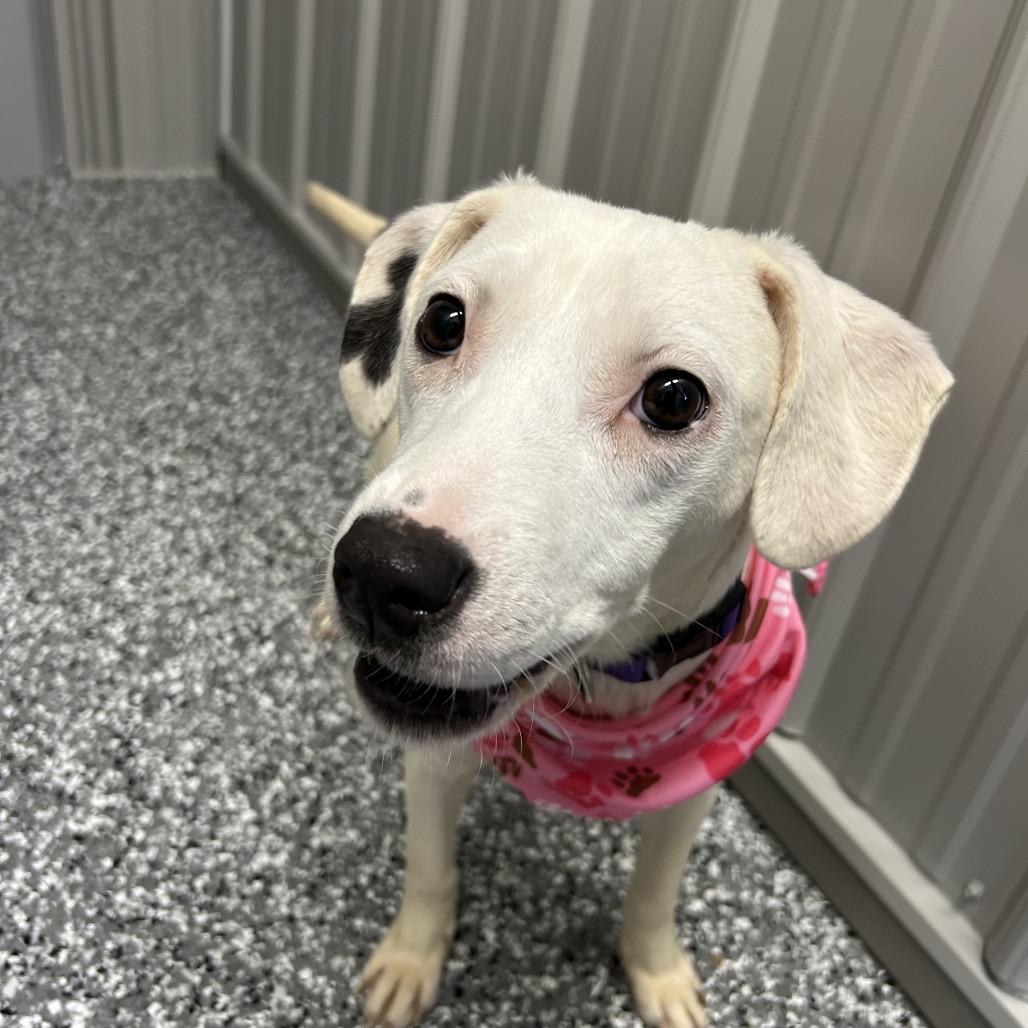 Enlarge Trixie, a Adoptable Mixed Breed in Moravia, NY image 4/5