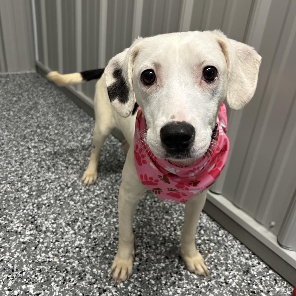 Enlarge Trixie, a Adoptable Mixed Breed in Moravia, NY image 5/5