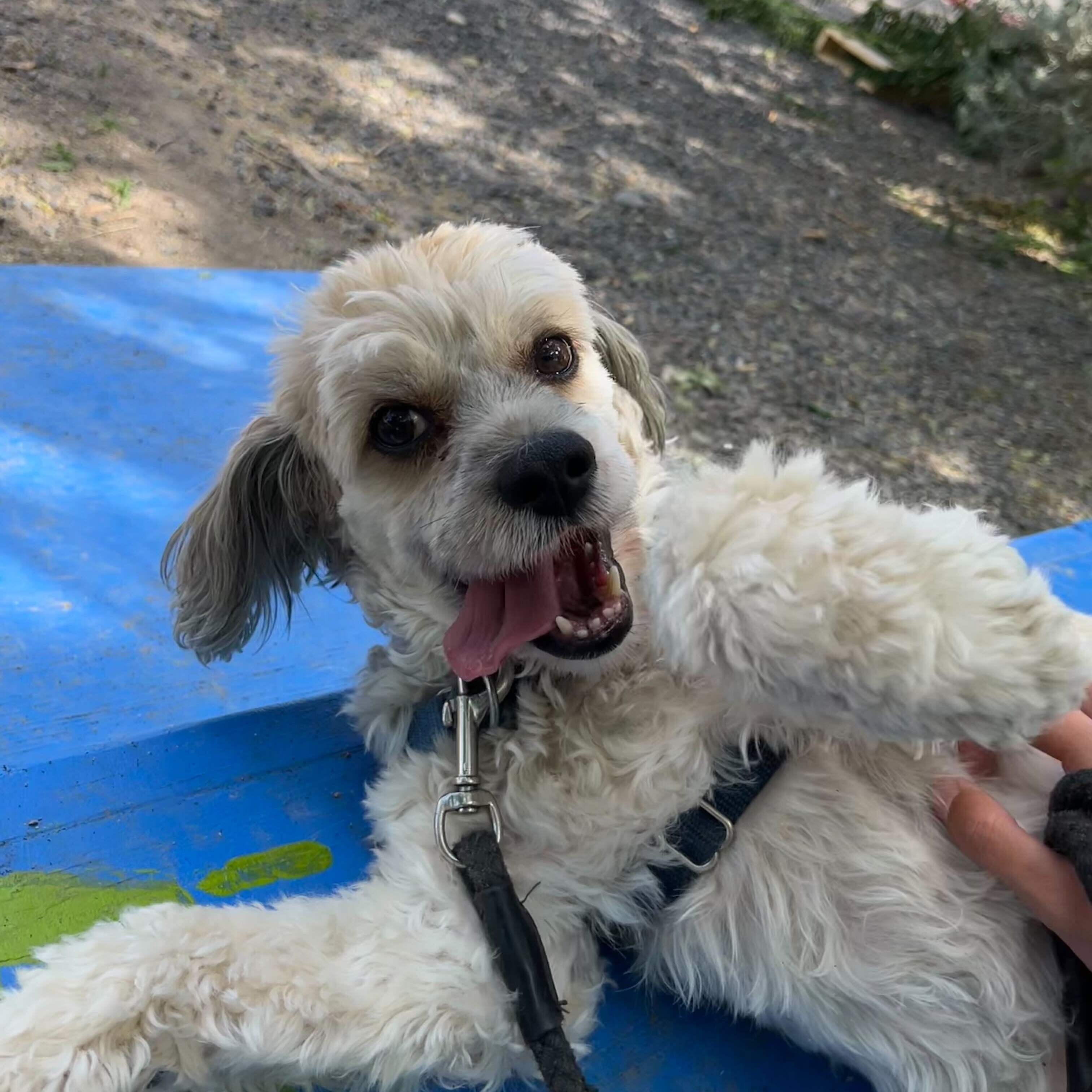 Ranger, Adoptable, Senior Male Cocker Spaniel.