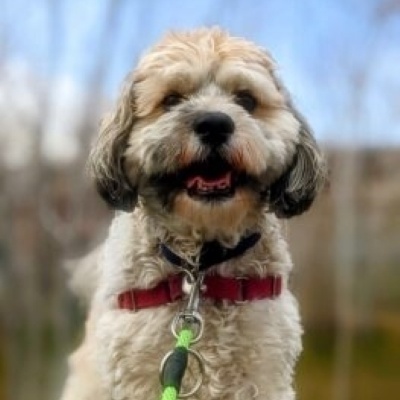 Ranger, a Adoptable Cocker Spaniel in Washoe Valley, NV image 2/2