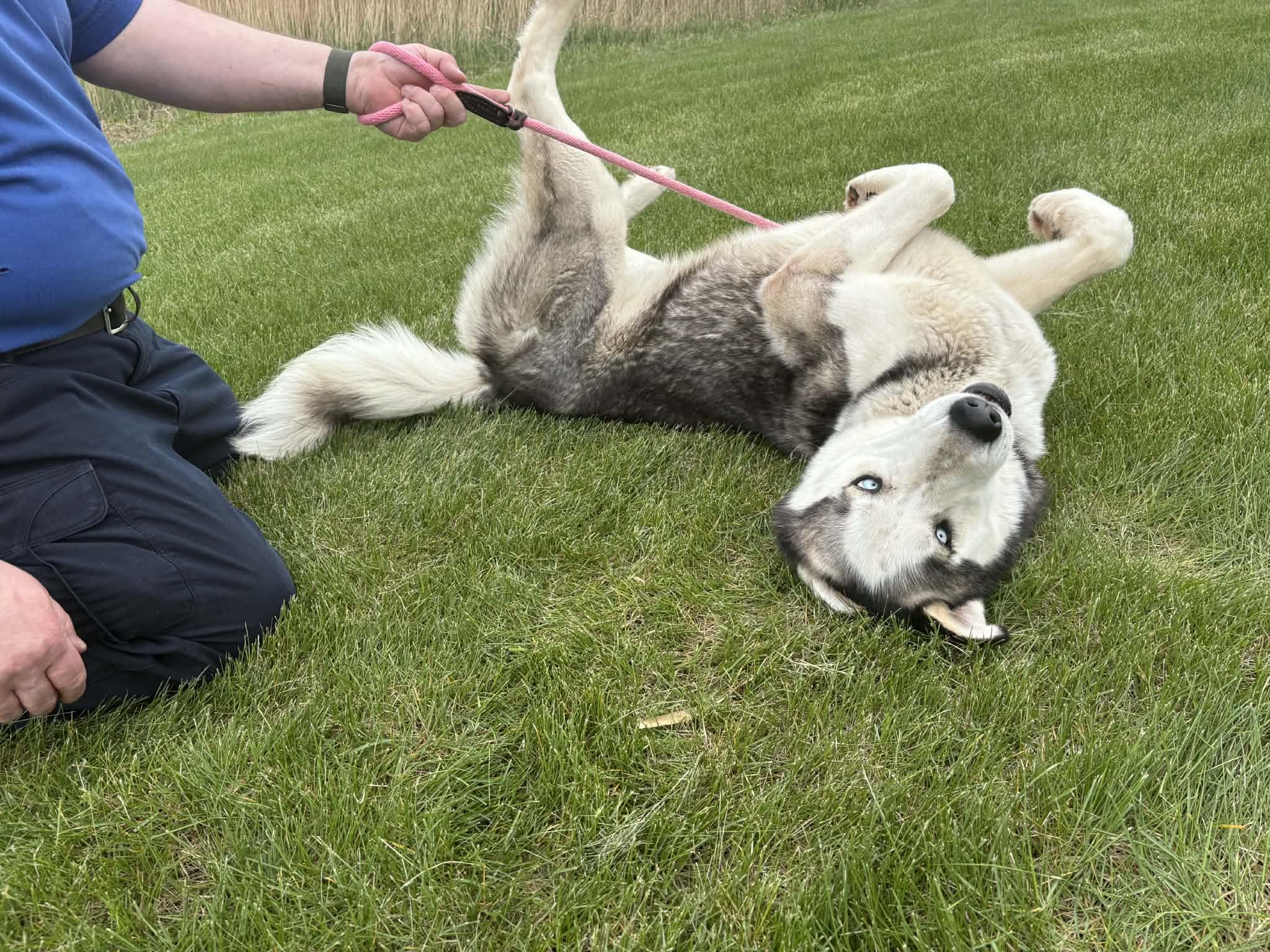 Enlarge Folgers, a ADOPTABLE Siberian Husky in Joliet, IL image 2/2