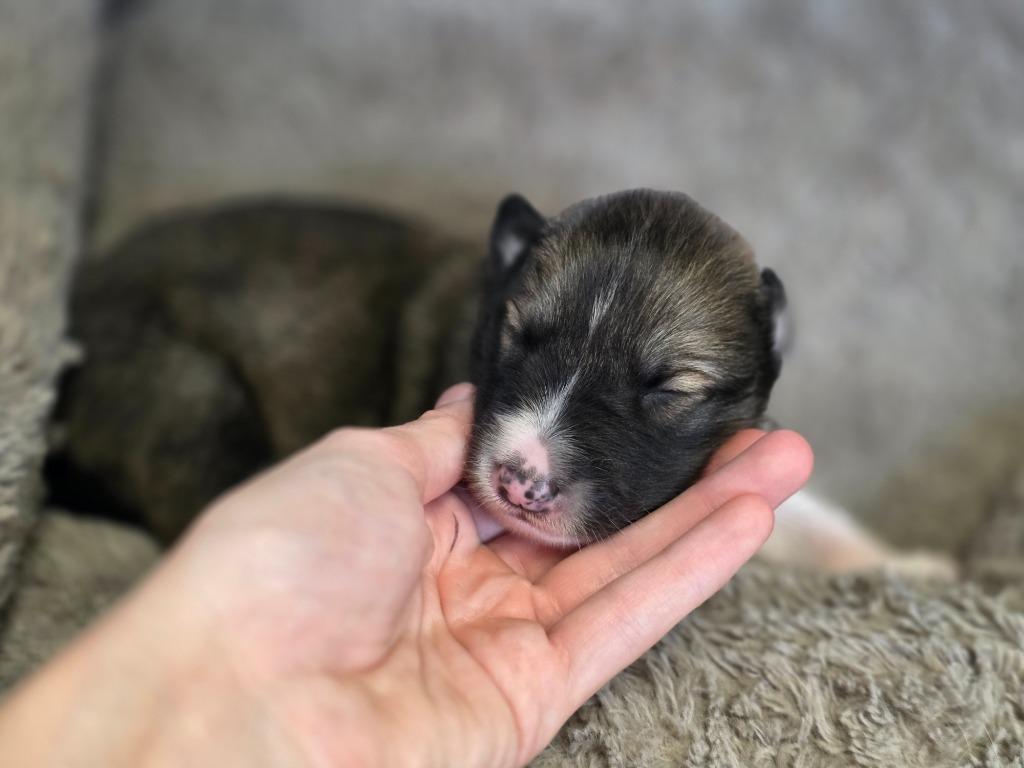 Emett, Adoptable, Puppy Male Collie.