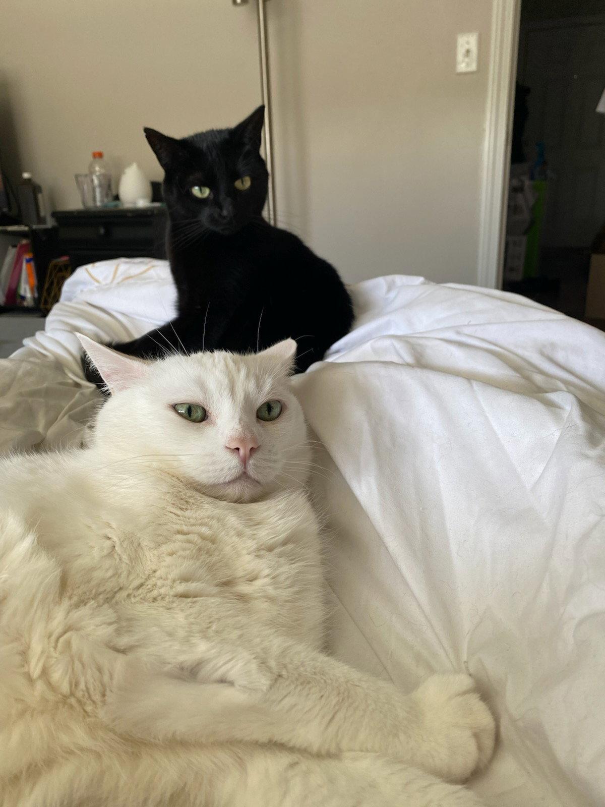 Lucy, Adoptable, Adult Female Domestic Short Hair.