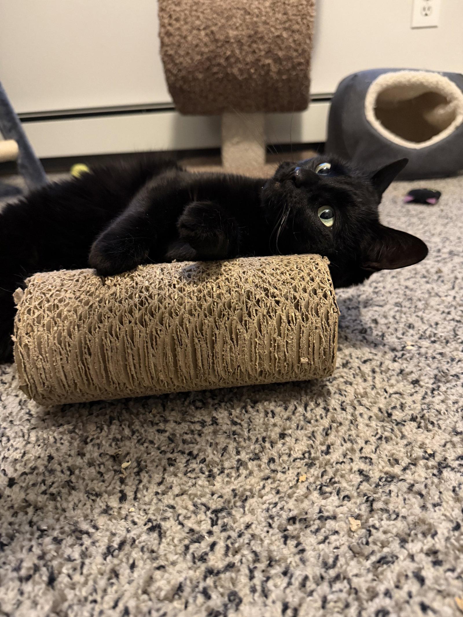 Enlarge Lucy, a Adoptable Domestic Short Hair in East Derry, NH image 2/3