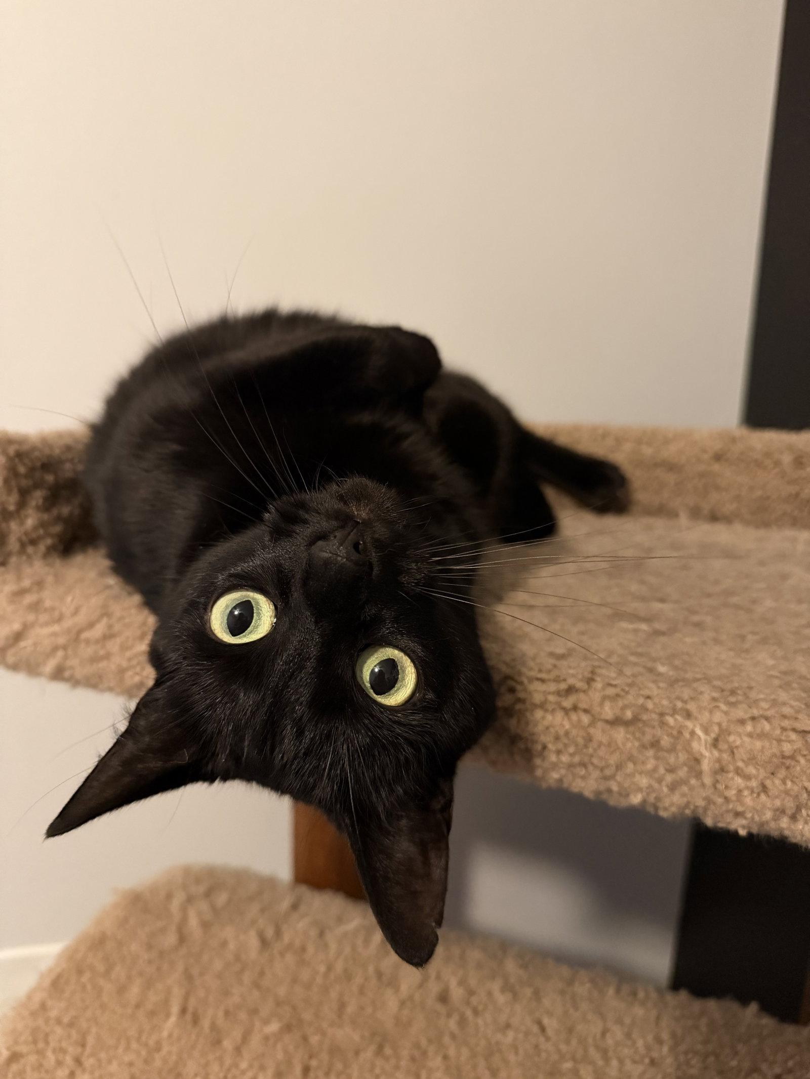 Enlarge Lucy, a Adoptable Domestic Short Hair in East Derry, NH image 2/3