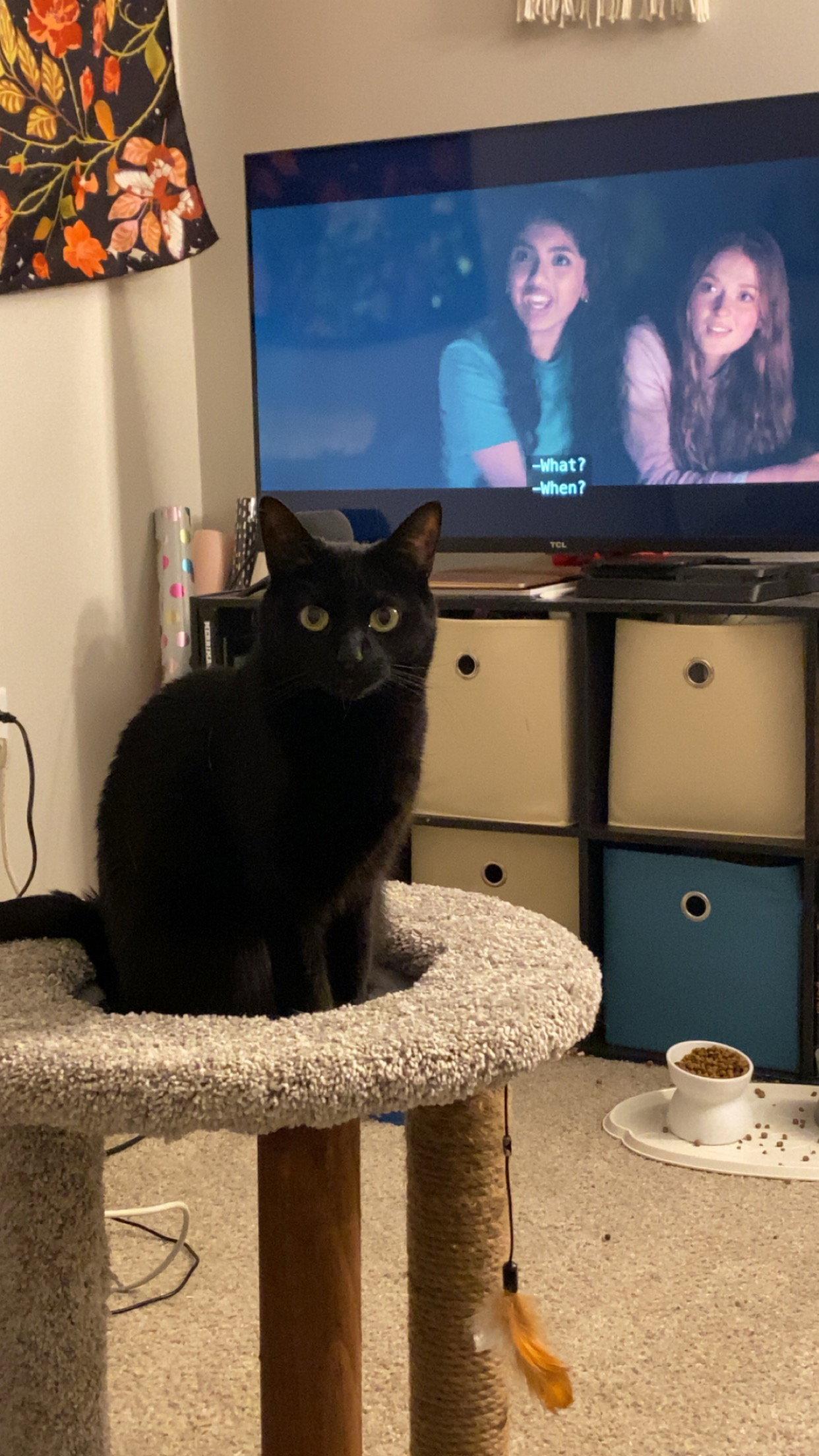 Enlarge Lucy, a Adoptable Domestic Short Hair in East Derry, NH image 3/3