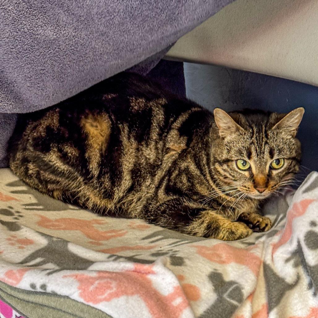 Saffron *Working Cat*, Adoptable, Adult Female Domestic Short Hair.