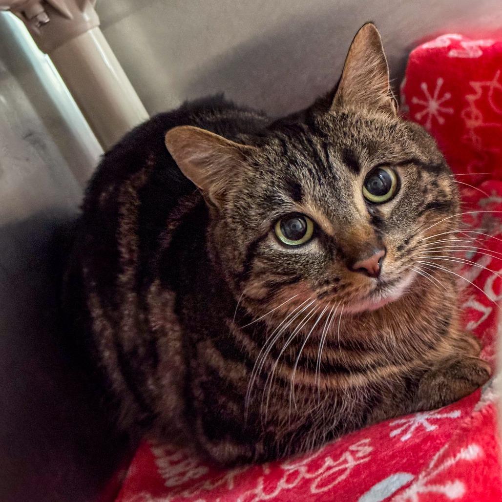 Saffron, Adoptable, Adult Female Domestic Short Hair.