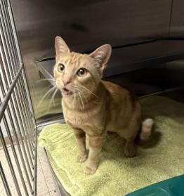SWEETIE PEA, Adoptable, Young Female Domestic Short Hair.